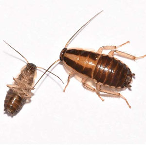 Cockroach Pest Control Service - At best price in Mumbai ...