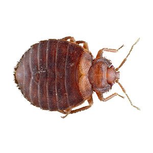 1 Bed Bugs Control Service In Mumbai Control Removal Treatments