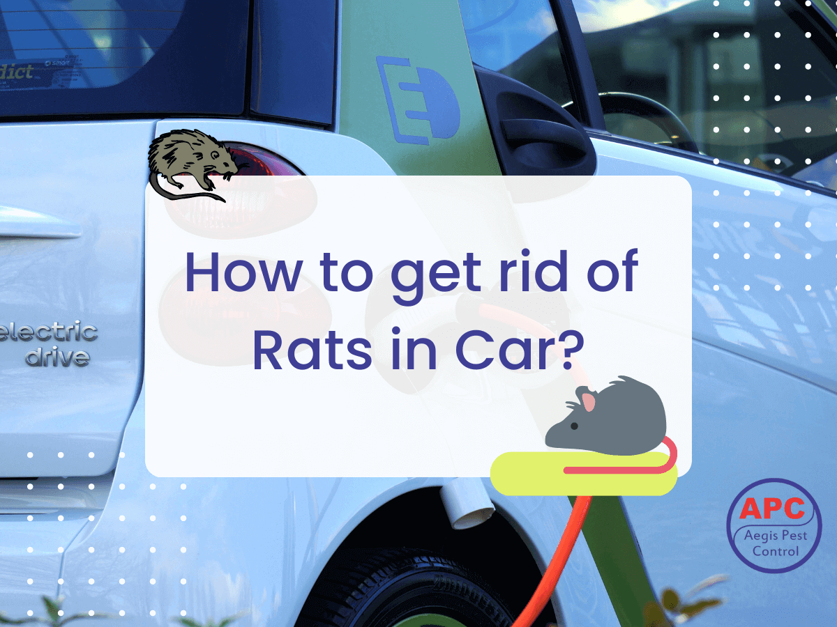 How to Get Rid of Rats that Live in Your Car - Pest Detective